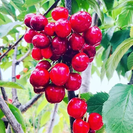 Monte Cerejas * Montes da Senhora